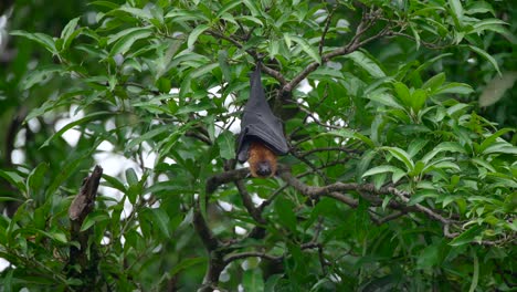 murciélago zorro en un árbol en la jungla