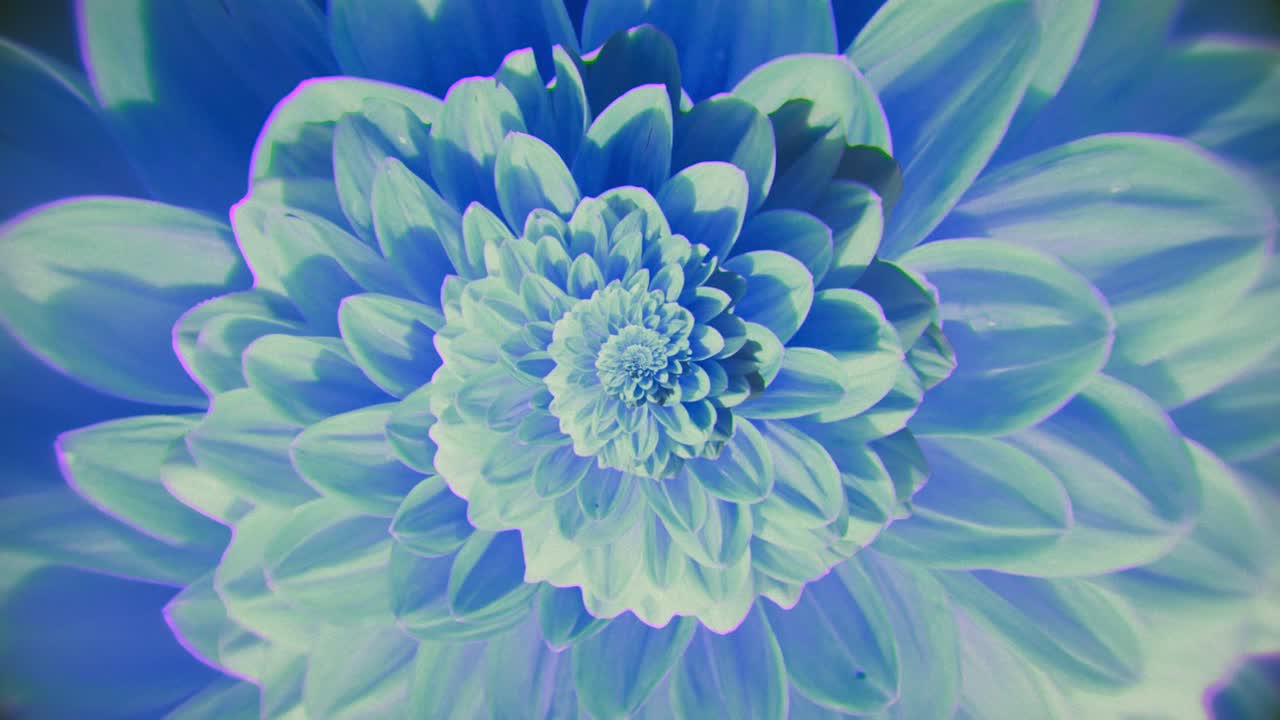 primer plano de una dahlia azul y verde vibrante