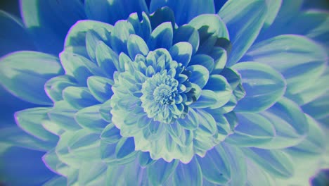 primer plano de una dahlia azul y verde vibrante