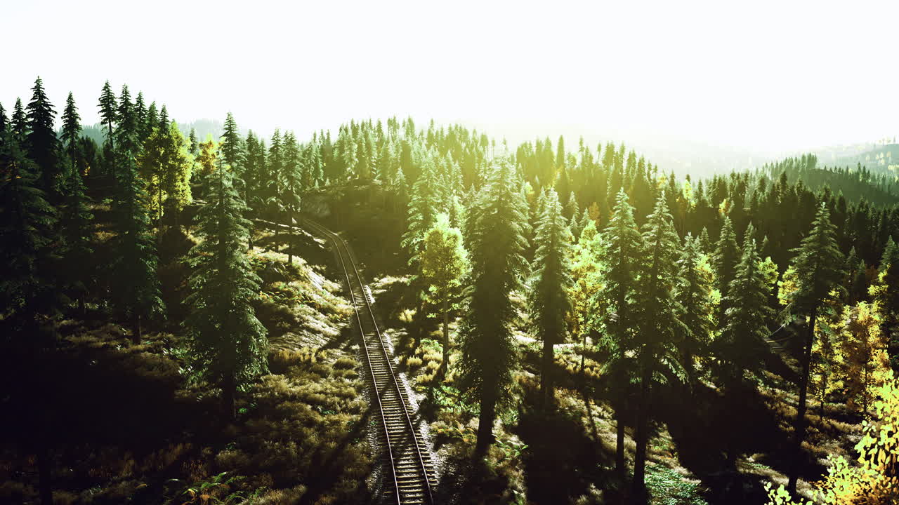 Scenic view of forest and railway track bathed in sunlight at golden hour
