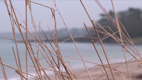 Grass-blades-on-beach-dunes-with-sea-and-coastline-in-background