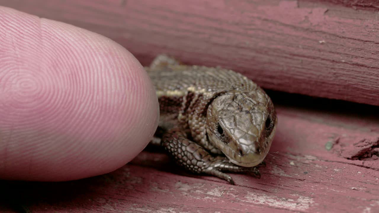 손가락이 일반 도마을 만지고 있습니다.