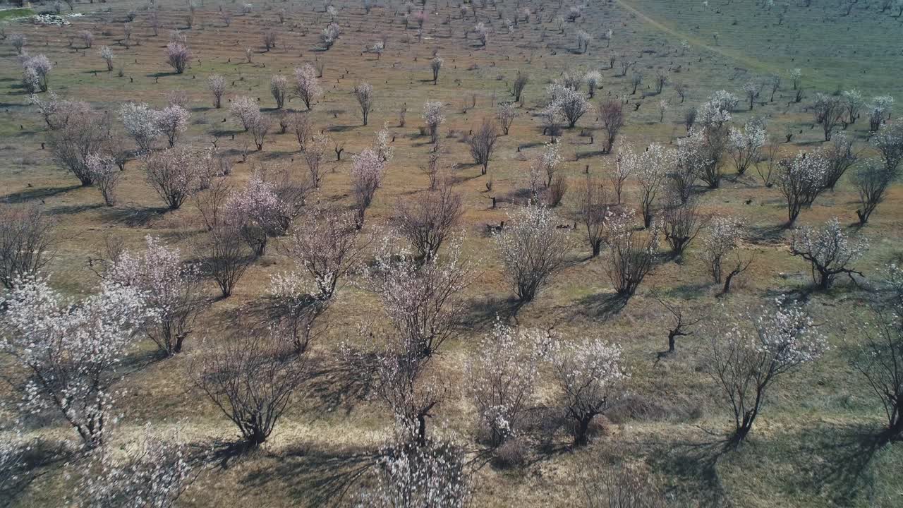 꽃이 피는 아몬드 과수원