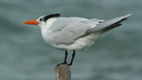 Lapso-de-tiempo-de-aves-marinas-00