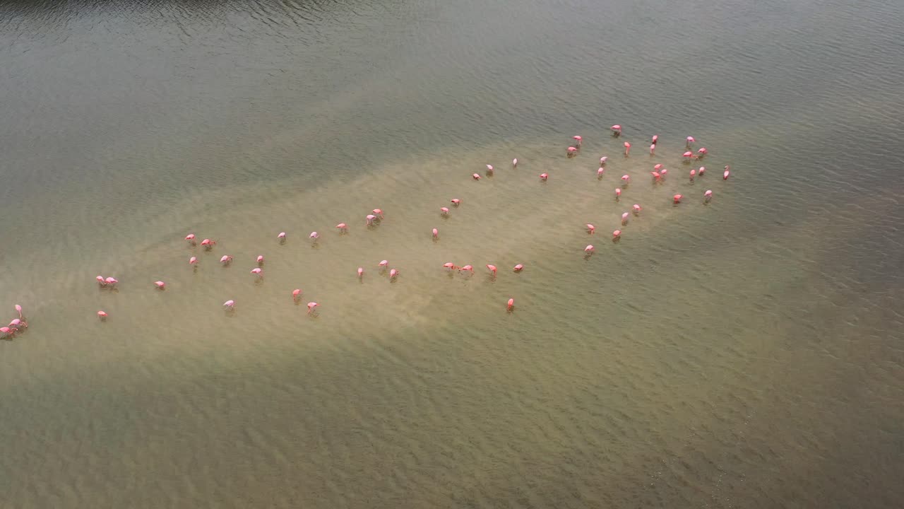 группа розовых фламинго, стоящих на песчаной отмели посреди коричневой реки, с воздуха сверху вниз