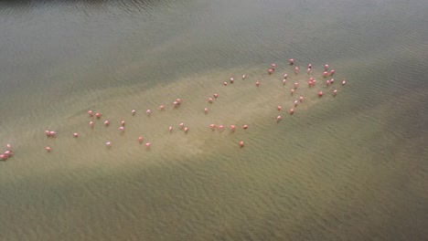 group of pink flamingos standing on sandbar in the middle of a brown river, aerial top down