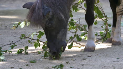 Low-angle-close-up-of-cute-young-pony-eating-leaves-of-falling-branch-on-farm---slow-motion