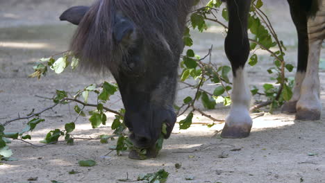 low angle close up of cute young pony eating leaves of falling branch on farm - slow motion