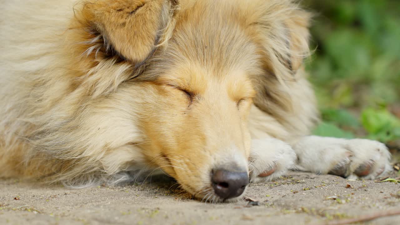 순수한 품종의 거친 콜리 잠들어서 부드럽게 눈을 이고 깨어나서 잠들어