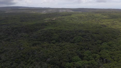 Point-Lookout-Headland-Green-Forest-Im-Sommer---North-Stradbroke-Island,-Minjerribah,-Qld,-Australien