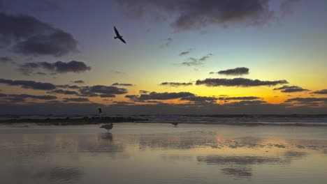 Un-Par-De-Gaviotas-Se-Sientan-Y-Algunas-Vuelan-Sobre-Una-Playa-En-La-Hermosa-Tarde-De-Verano