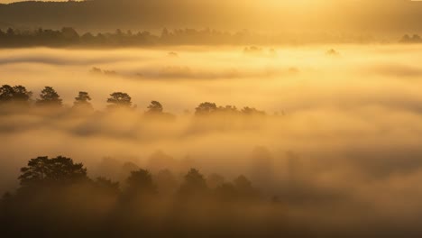 beautiful sunrise over a misty landscape: a captivating view of trees emerging from the fog as the sunlight illuminates the horizon with golden tones