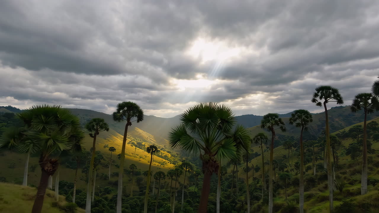 Sunrise or Sunset over Wax Palm Forest in the Andes Mountains