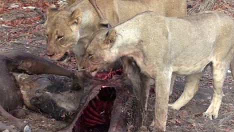 two lionesses feeding on the remains of a killed wildebeest, still flesh on the bones but ribs already sticking out, medium shot