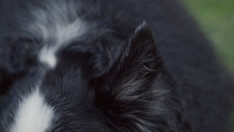 the ear of an australian shepherd dog