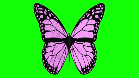 3d illustration - videos. colored butterfly with open wings