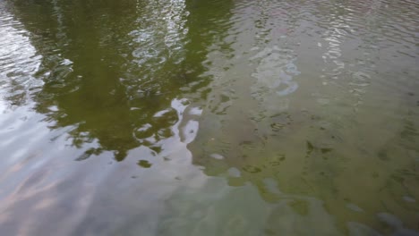 wind is creating fast flowing waves on a pond with green water