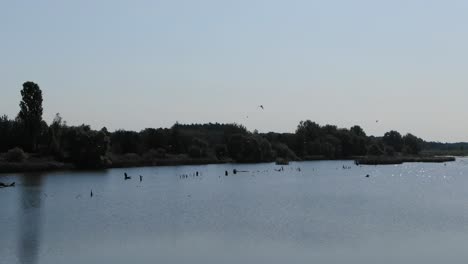 birds flying around in slow motion over a lake on a sunny day