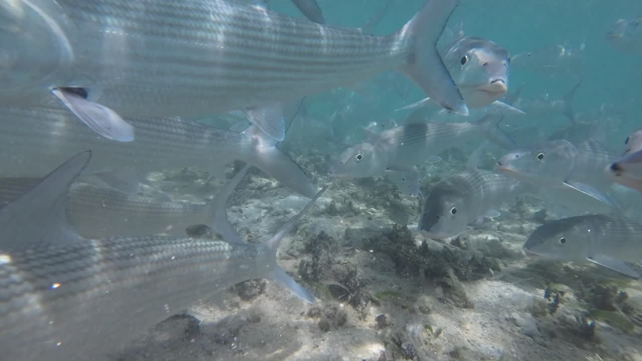School of bonefish swimming underwater in clear, shallow ocean waters