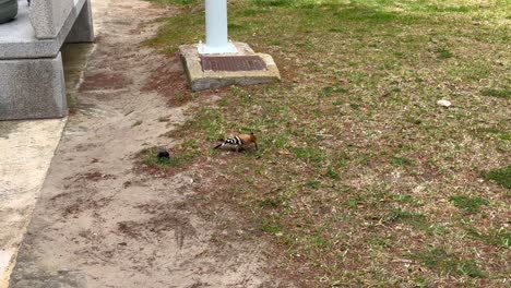 stunning hoopoe bird looking for food in park