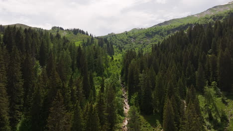 aerial de un pequeño arroyo de montaña rodeado de un bosque verde y prado