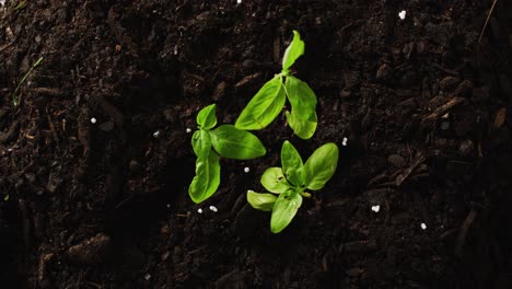 Overhead-video-of-three-green-seedlings-growing-in-dark-soil,-with-copy-space