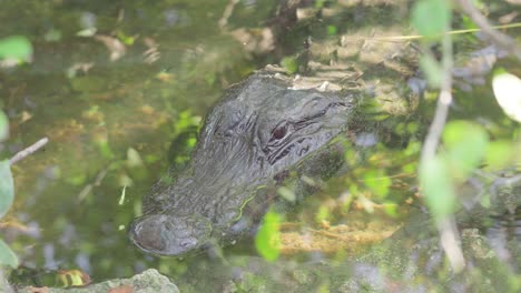 alligator head close up resting in water with little fish swimming around it