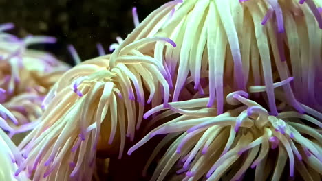 close-up of a sea anemone in its underwater habitat