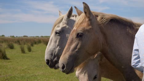 Brown-and-white-horse-eating-grass-in-a-field-in-Camargue,-France