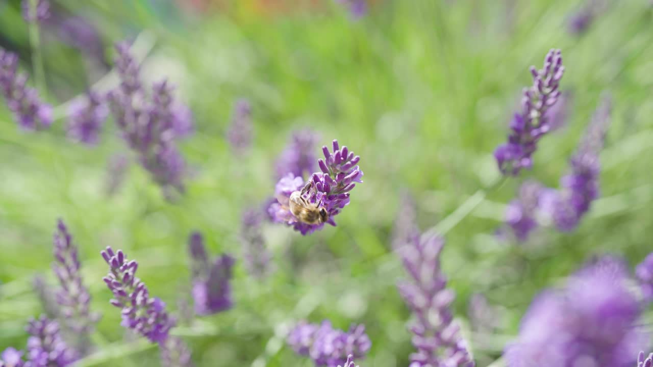 Immagine fissa di un'ape mellifera su un fiore di lavanda viola in un ambiente esterno luminoso