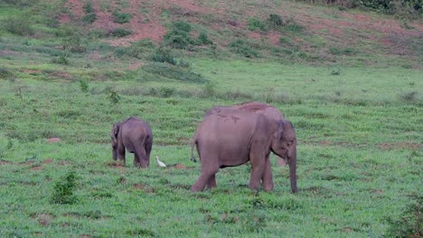 Los-Elefantes-Asiáticos-Son-Especies-En-Peligro-De-Extinción-Y-También-Son-Residentes-De-Tailandia