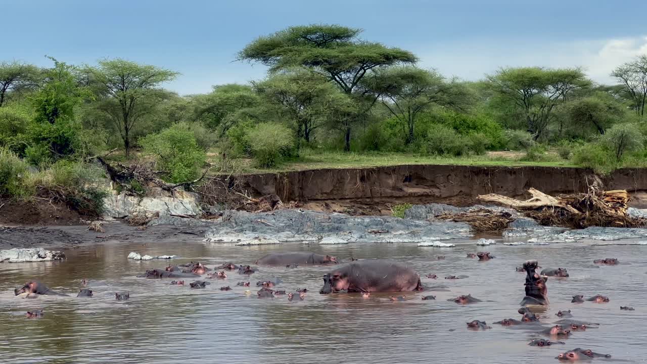 세렌게티 국립공원 강에 서식하는 대 (hippopotamus amphibius)