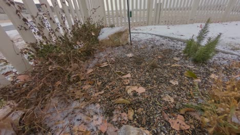 Many-birds-feeding-in-a-backyard-under-a-feeder-where-seeds-land-from-the-birds-above---time-lapse