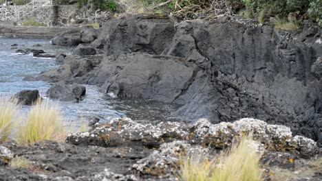 rugged cliffs at a beach on new zealand's north island during low tide with yellow grass waving in the calm coastal wind