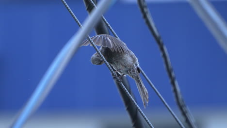 brown-eared bulbul grooming while perching on a wire outdoors - close up