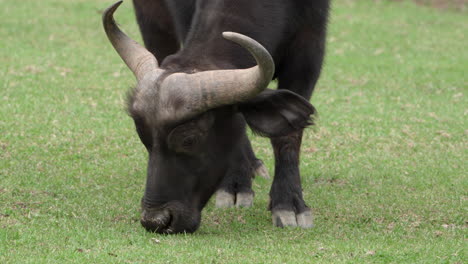 국내 아시아 물 버팔로 (asian water buffalo) 는 초록 잔디를 잡고 있다.