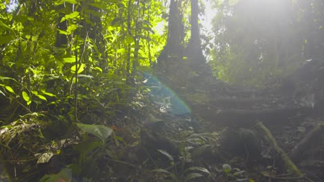 Cinematic-view-of-a-Jungle-pathway-going-up-the-forest-with-the-shining-sun-in-the-morning
