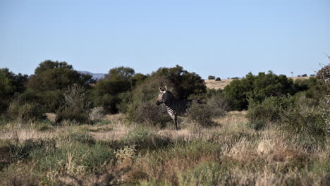 Cape-Mountain-Zebra-walking-between-shrubs-and-looking-at-camera,-Mountain-Zebra-N