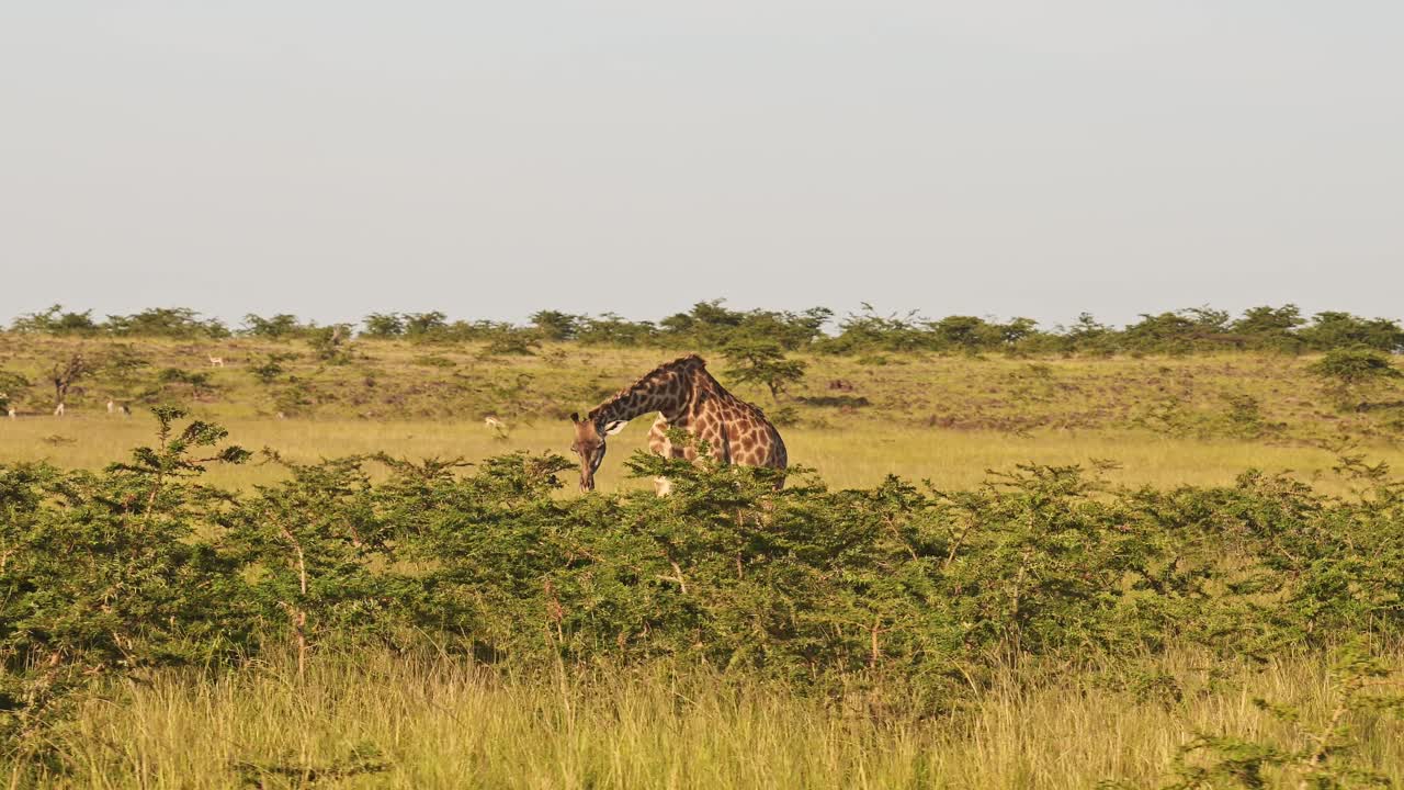 cámara lenta de una jirafa comiendo y alimentándose de arbustos y arbustos en áfrica, masai mara animales de safari de vida silvestre africanos en masai mara, kenia, steadicam gimbal tracking shot