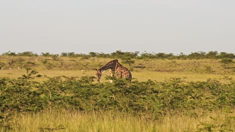 slow motion of giraffe eating and feeding on bushes and shrubs in africa, maasai mara african wildlife safari animals in masai mara, kenya, steadicam gimbal tracking shot