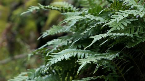 fern leaves in forest close up, green concept background