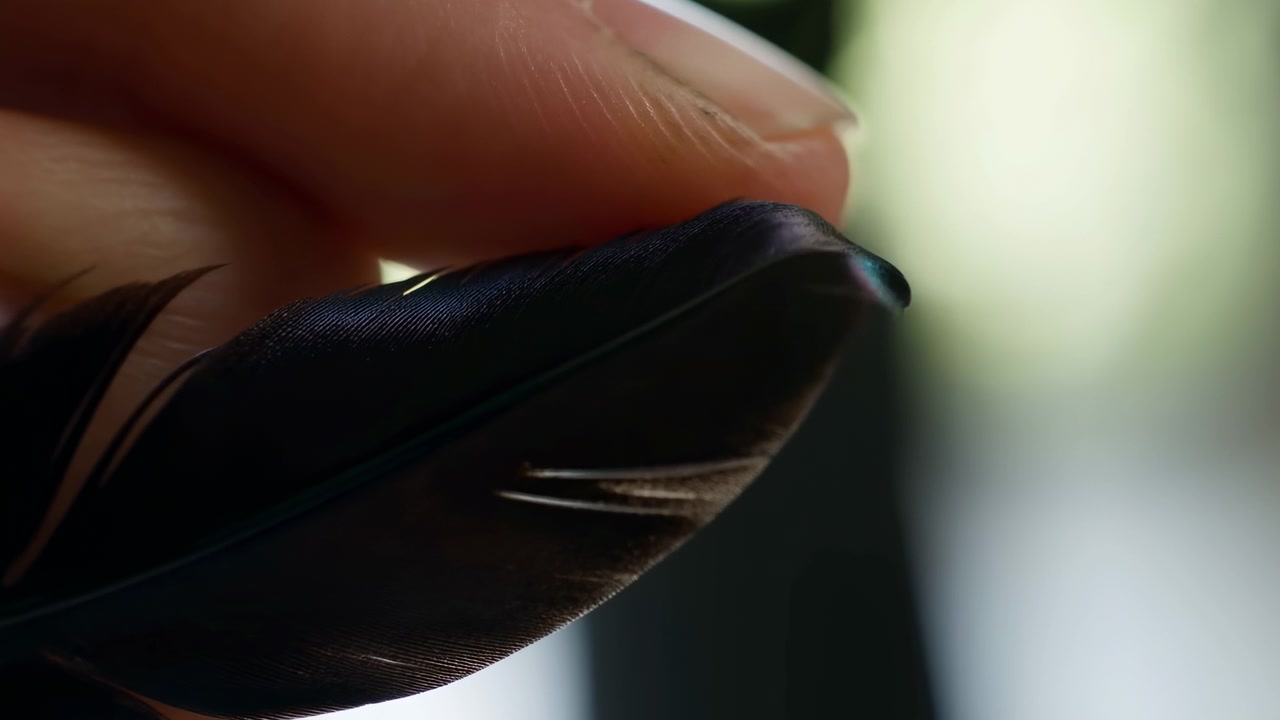 Close-up makro menunjukkan ujung jari dengan lembut menekan ujung bulu burung gelap, memperlihatkan kompresi lembut pada bilah bulu, tekstur halus, kilau warna-warni, dan detail taktil yang tenang di bawah buram dangkal, dengan jari