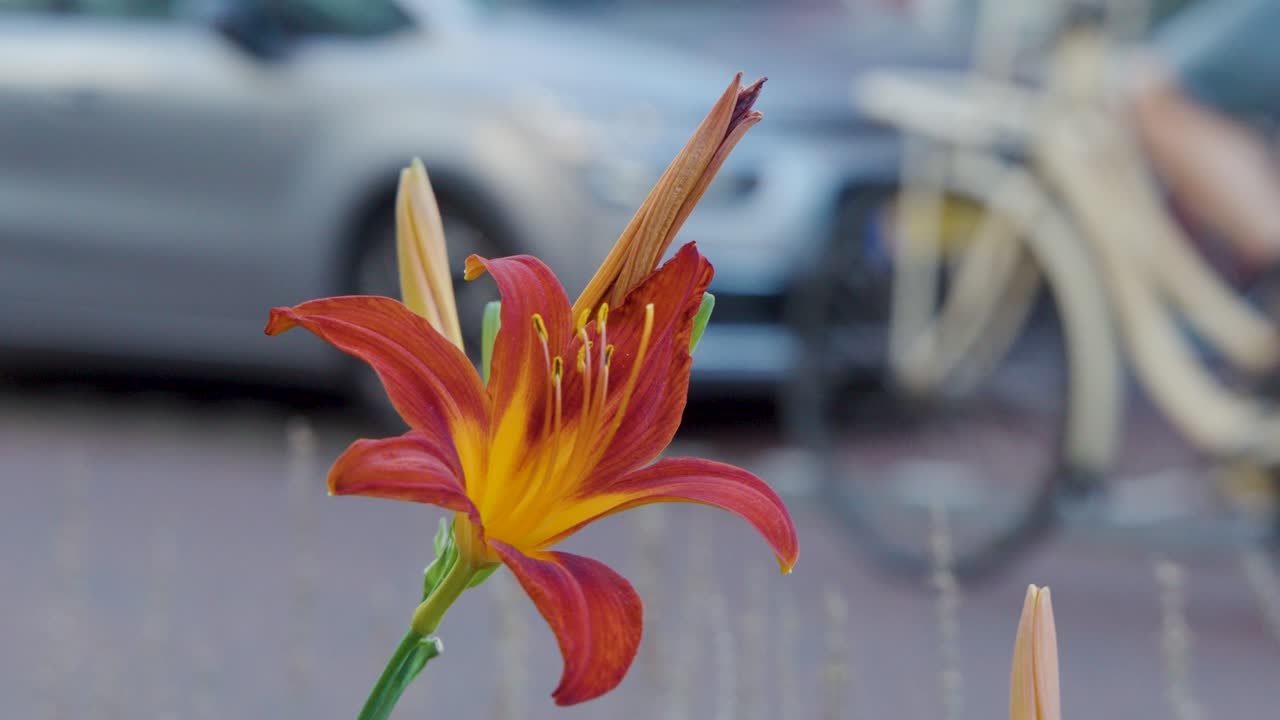 Close-up of orange daylily flower with blurred cars, bicycles, and street in soft daylight