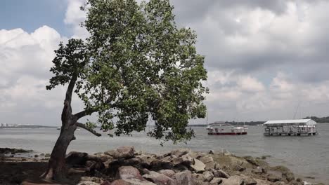 Ein-Großer-Baum-An-Einem-Felsigen-Strand-In-Sanfter-Brise