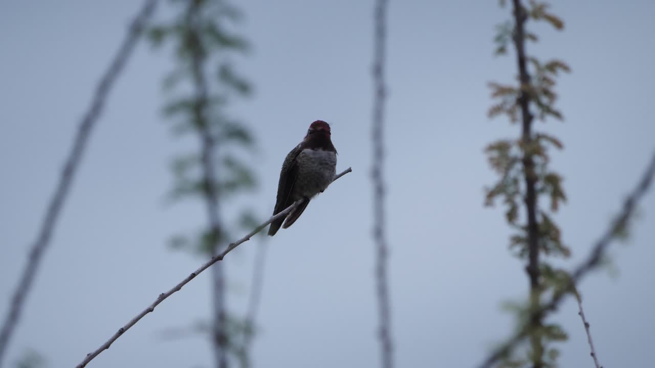 колибри, сидящая на маленькой веточке, смотрит на камеру, щебечет, затем улетает