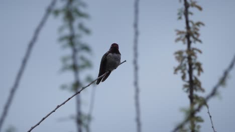 hummingbird perched on a small twig looks at the camera chirps then flies away