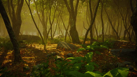 raíces de un árbol en un bosque brumoso