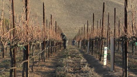 a move in on a field worker pruning dormant grape vines in a california vineyard