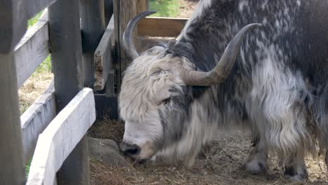 Toro-De-Yak-Doméstico-Con-Cuernos-Grandes-Comiendo-Heno---Tiro-Medio-Estático