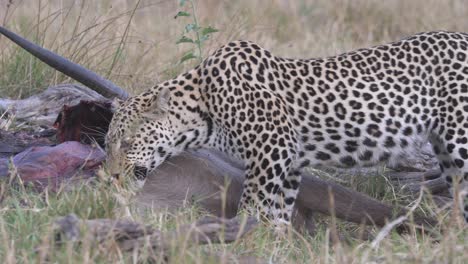 leopardo alimentándose de presas, carnívoro comiéndose la presa